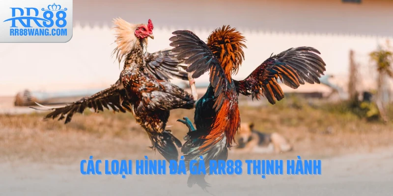 Đá Gà RR88 – Đấu Trường Kịch Tính Hàng Đầu Làng Cá Cược Việt