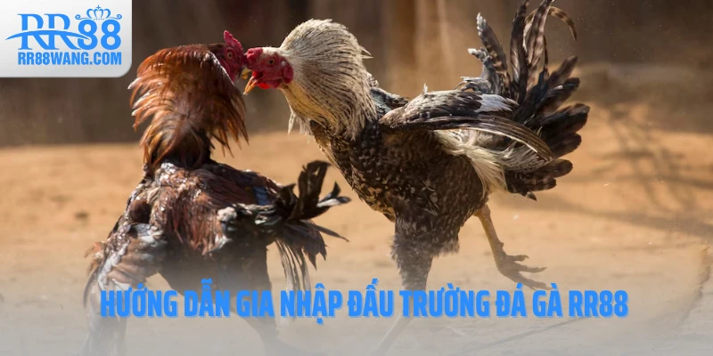 Đá Gà RR88 – Đấu Trường Kịch Tính Hàng Đầu Làng Cá Cược Việt