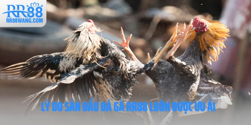 Đá Gà RR88 – Đấu Trường Kịch Tính Hàng Đầu Làng Cá Cược Việt