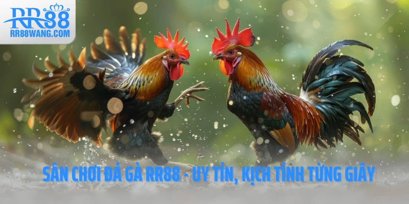 Đá Gà RR88 – Đấu Trường Kịch Tính Hàng Đầu Làng Cá Cược Việt
