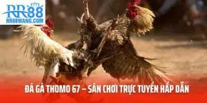 Tin Tức RR88 – Thông Tin Đa Chiều Cho Người Chơi Mới 2026