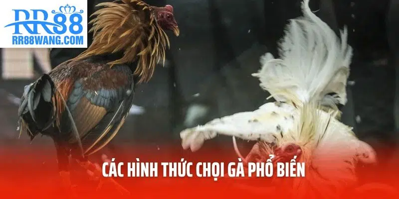 Đá Gà Thomo 67 – Sân Chơi Trực Tuyến Hấp Dẫn Tại RR88