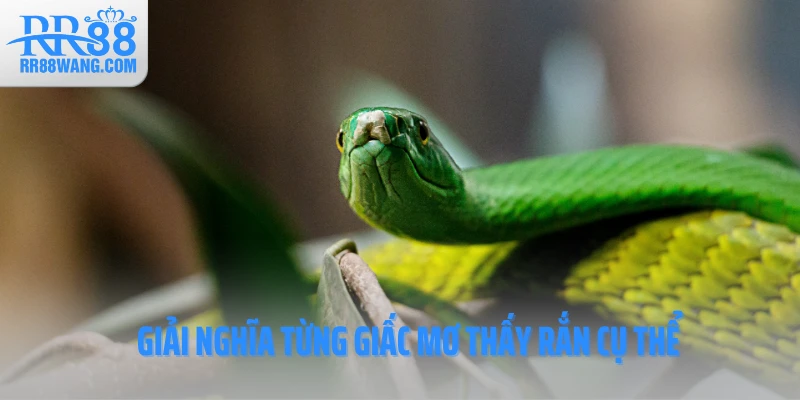 Mơ Thấy Rắn Và Những Con Số May Mắn Không Nên Bỏ Qua - rr88wang.com
