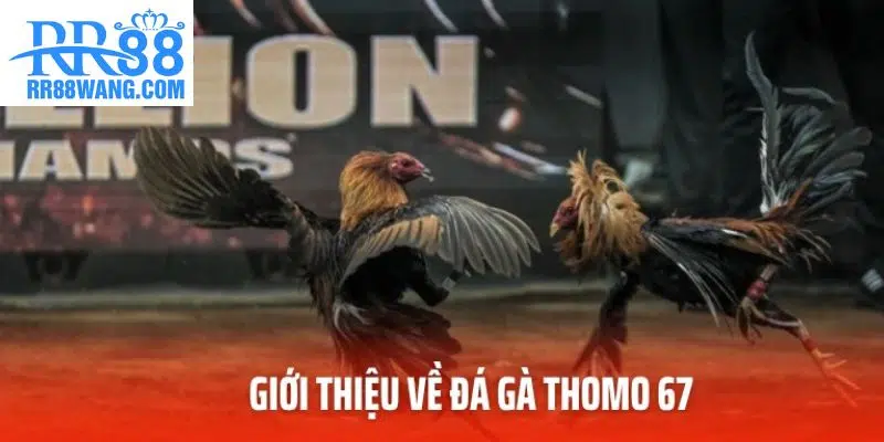 Đá Gà Thomo 67 – Sân Chơi Trực Tuyến Hấp Dẫn Tại RR88