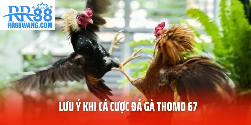 Đá Gà Thomo 67 – Sân Chơi Trực Tuyến Hấp Dẫn Tại RR88
