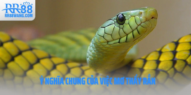 Mơ Thấy Rắn Và Những Con Số May Mắn Không Nên Bỏ Qua - rr88wang.com