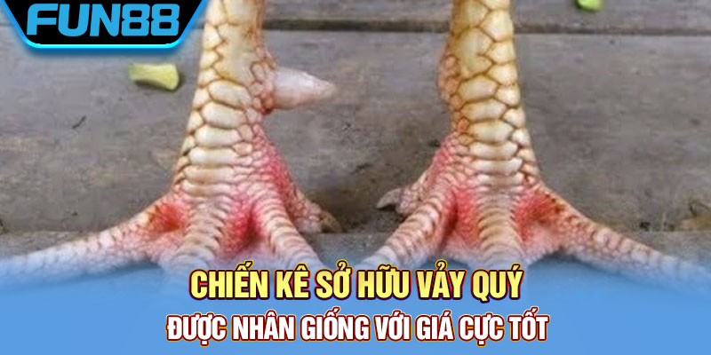 Vảy Gà Quý - Tổng Hợp Một Số Loại Vảy Chất Lượng Hiện Nay