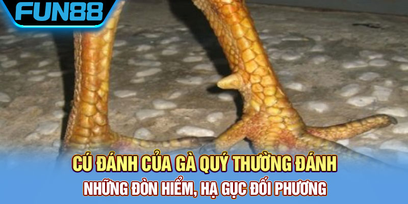 Vảy Gà Quý - Tổng Hợp Một Số Loại Vảy Chất Lượng Hiện Nay