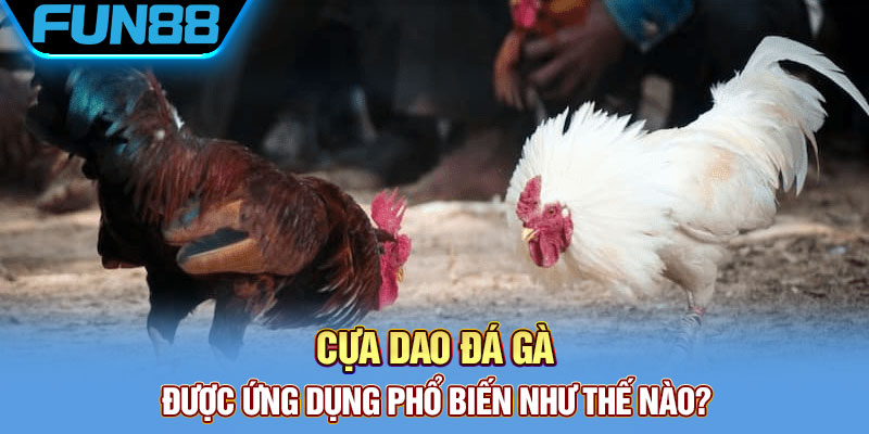 Cựa Dao Gà Đá Là Gì? Khám Phá Về Thiên Đường Đá Gà Cực Chất