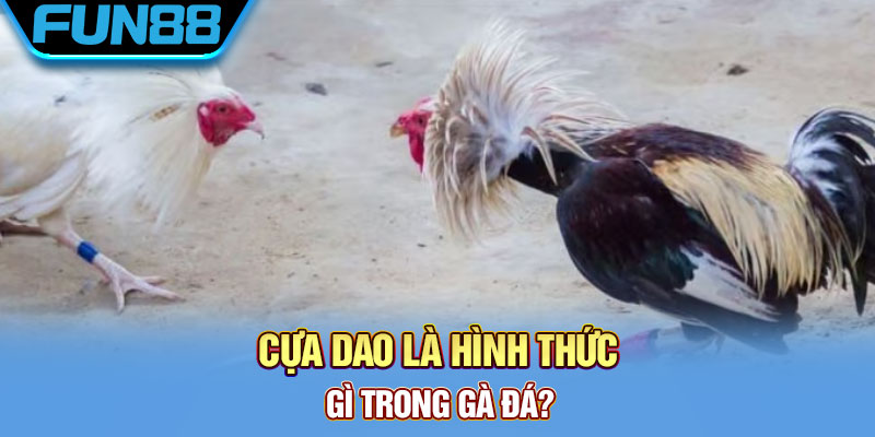 Cựa Dao Gà Đá Là Gì? Khám Phá Về Thiên Đường Đá Gà Cực Chất