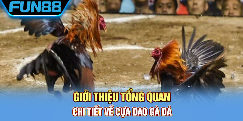 Cựa Dao Gà Đá Là Gì? Khám Phá Về Thiên Đường Đá Gà Cực Chất