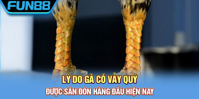 Vảy Gà Quý - Tổng Hợp Một Số Loại Vảy Chất Lượng Hiện Nay
