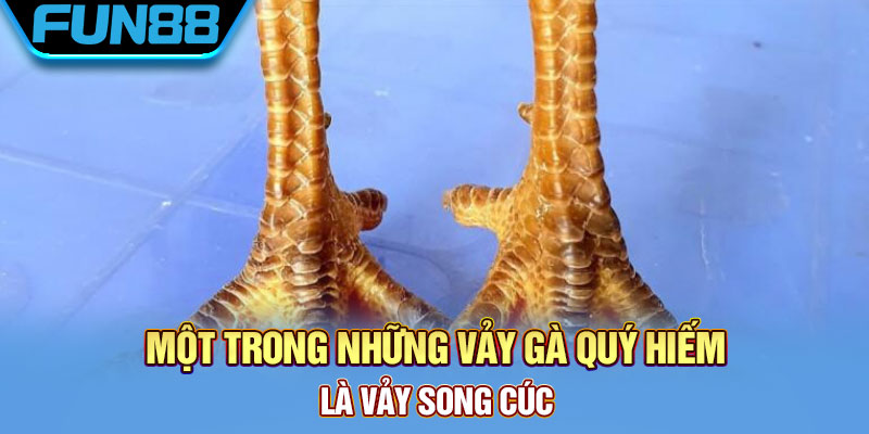 Vảy Gà Quý - Tổng Hợp Một Số Loại Vảy Chất Lượng Hiện Nay
