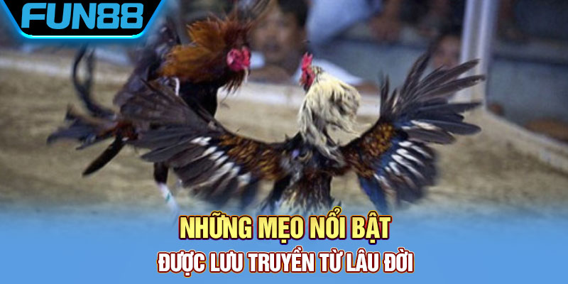 Cựa Dao Gà Đá Là Gì? Khám Phá Về Thiên Đường Đá Gà Cực Chất