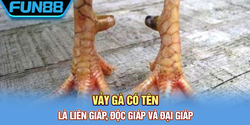 Vảy Gà Quý - Tổng Hợp Một Số Loại Vảy Chất Lượng Hiện Nay