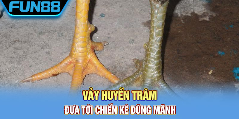 Vảy Gà Quý - Tổng Hợp Một Số Loại Vảy Chất Lượng Hiện Nay
