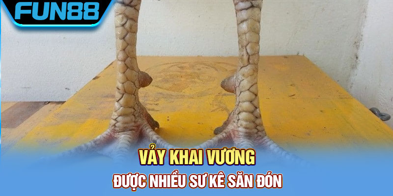 Vảy Gà Quý - Tổng Hợp Một Số Loại Vảy Chất Lượng Hiện Nay
