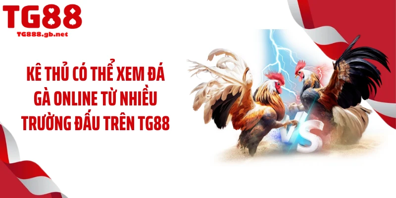 Đá Gà Online TG88 - Theo Dõi Chọi Kê Mãn Nhãn Mỗi Ngày 