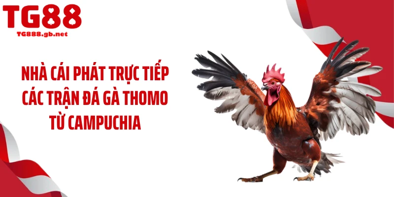 Đá Gà Thomo - Những Trận Đấu Máu Lửa, Khốc Liệt Nhất