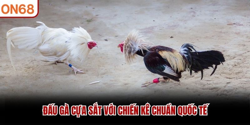 Đá Gà ON68 Trực Tuyến Đỉnh Cao - Thử Thách Mọi Chiến Kê